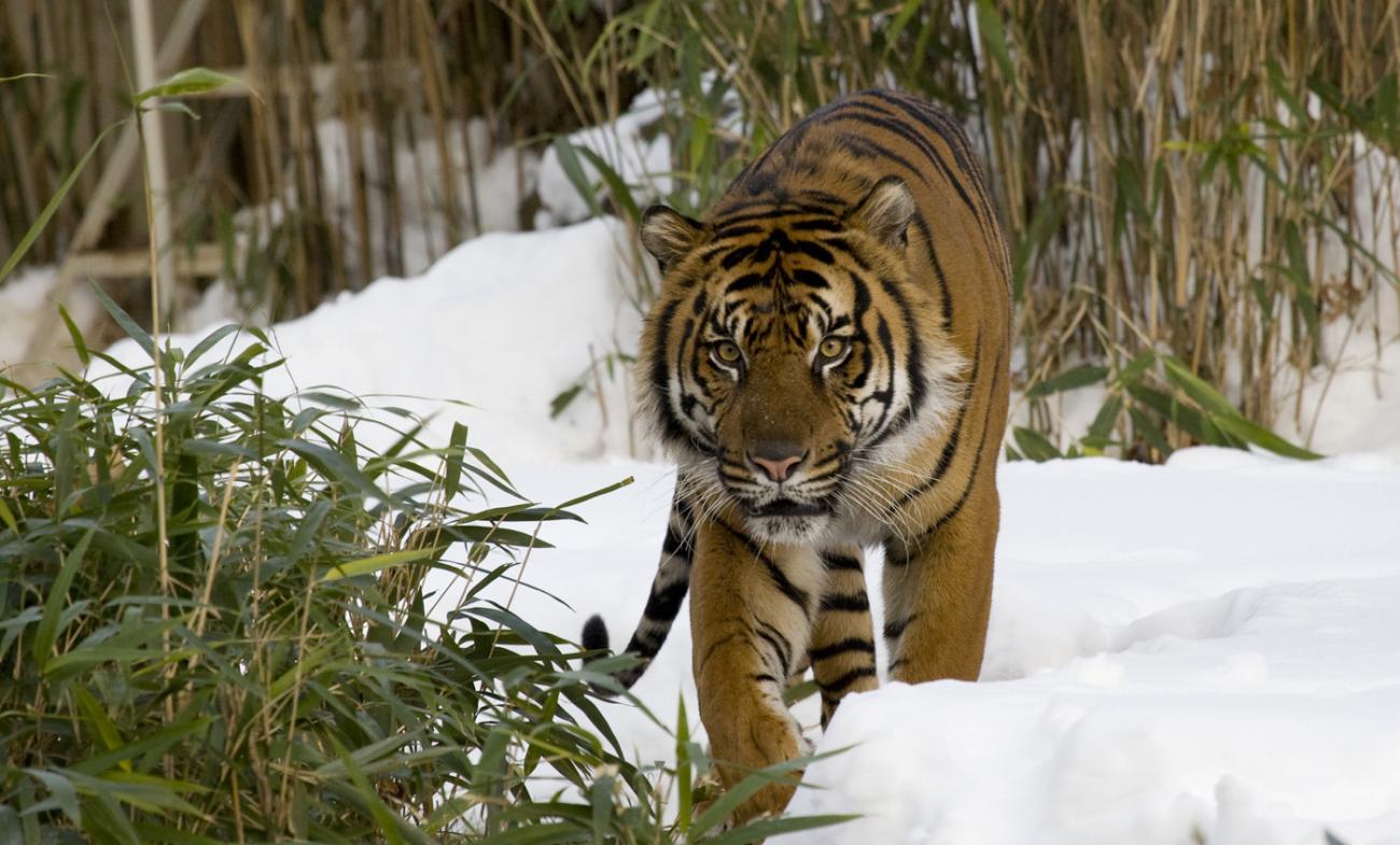 It's the Most Winter-ful Time at the Zoo | Smithsonian's National Zoo ...