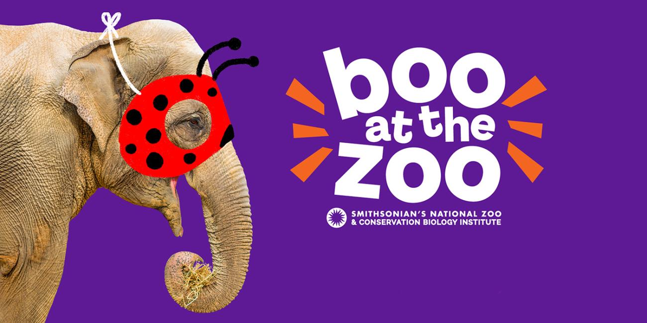 Boo at the Zoo logo with an elephant wearing a ladybug-themed Halloween costume mask.