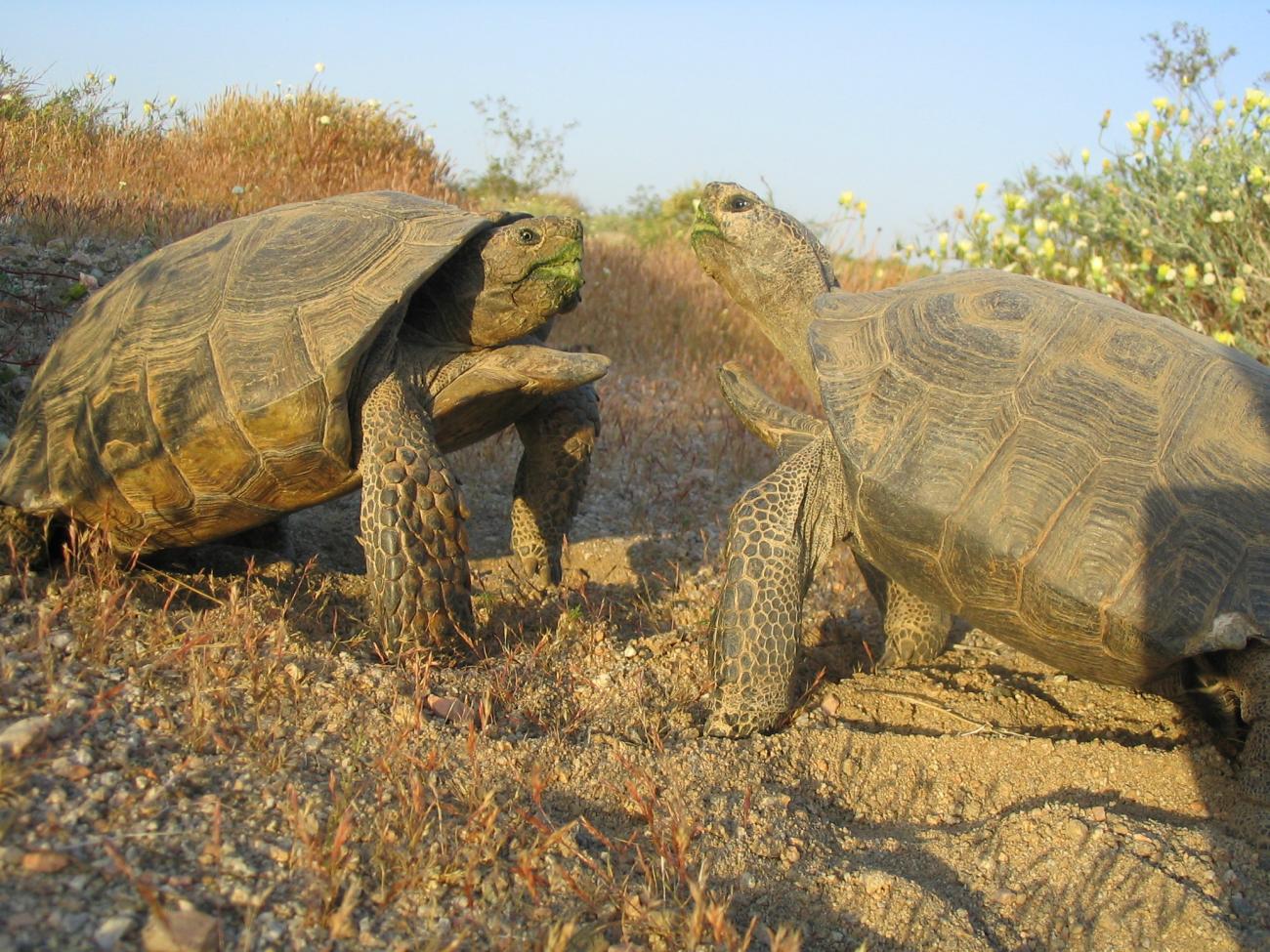 Male tortoises battling for a female.