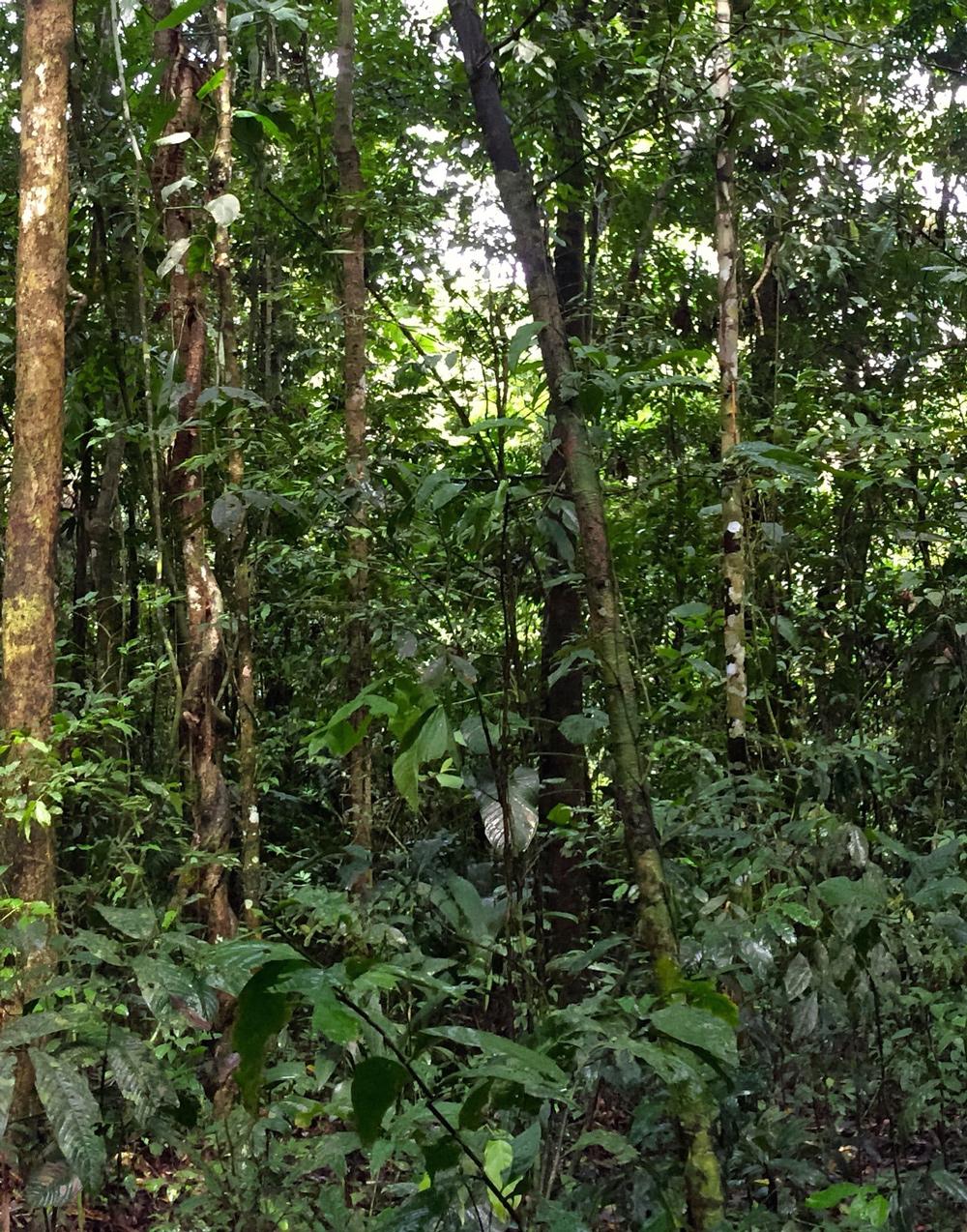 A bird friendly coffee farm with layers of leafy plants and trees