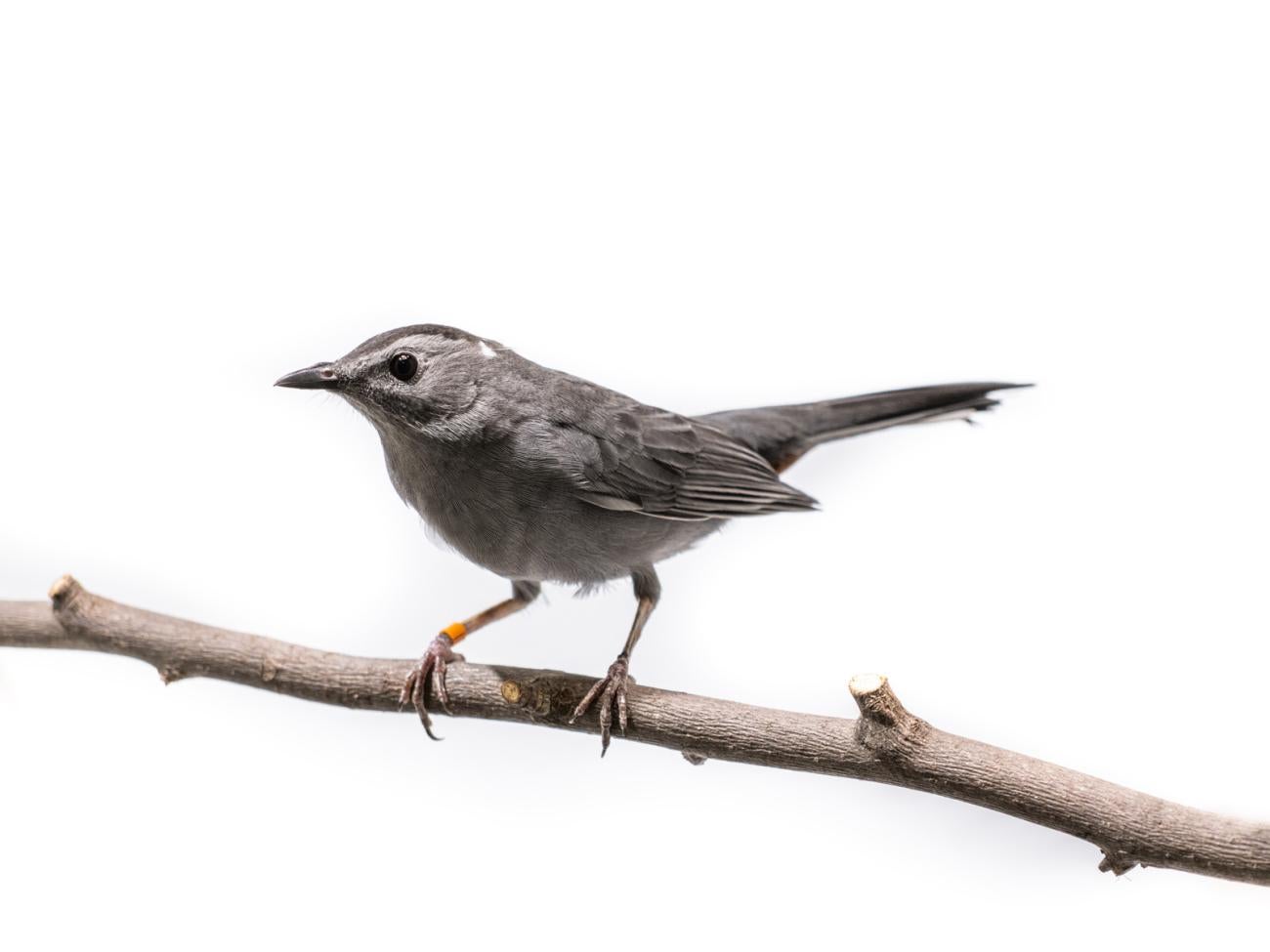 Gray catbird perched on a tree branch in front of a white background