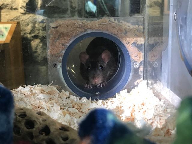 Norway rat exploring her exhibit.