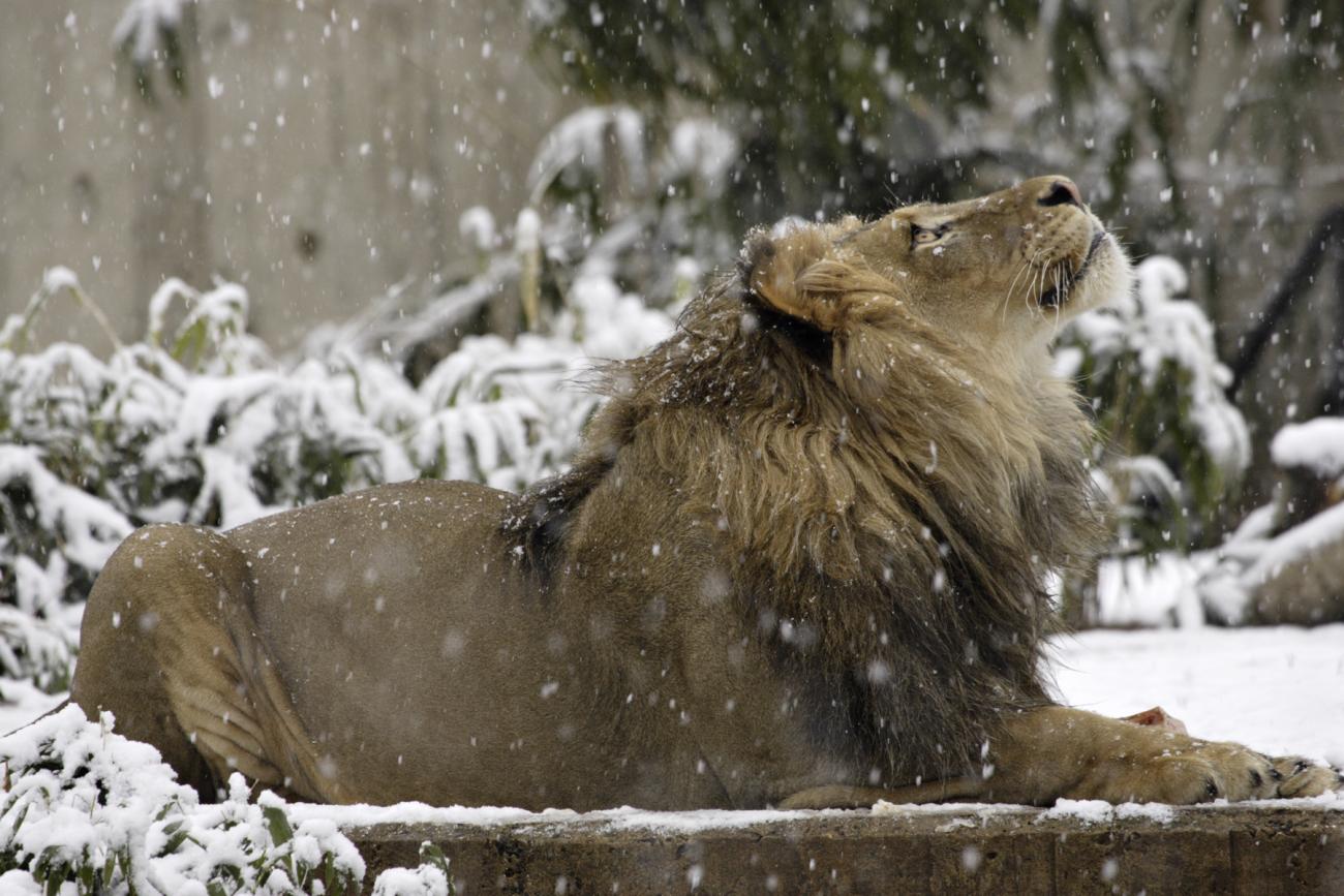 African Lion Dies at the Smithsonian’s National Zoo and Conservation ...