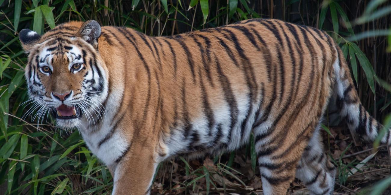 Amur tiger Nikita makes her debut at the Smithsonian's National Zoo's Great Cats exhibit on Feb. 26, 2019. 