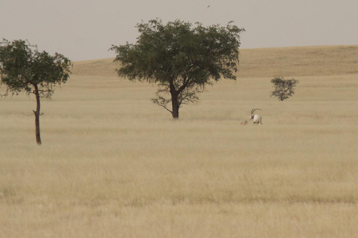 first_scimitar-horned_update_oryx_born_on_native_soil_in_chad_in_decades.jpg