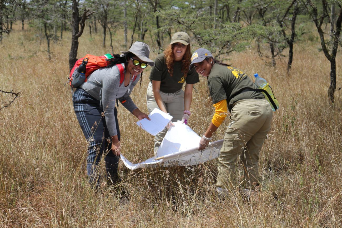 A group of three researchers hold a net and examine it for insects during a field project in Kenya