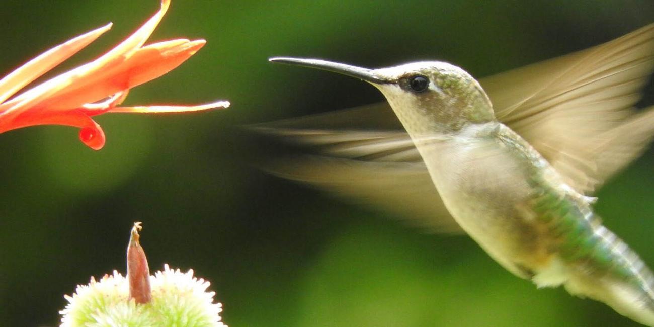 A ruby-throated hummingbird sips nectar from a flower. 