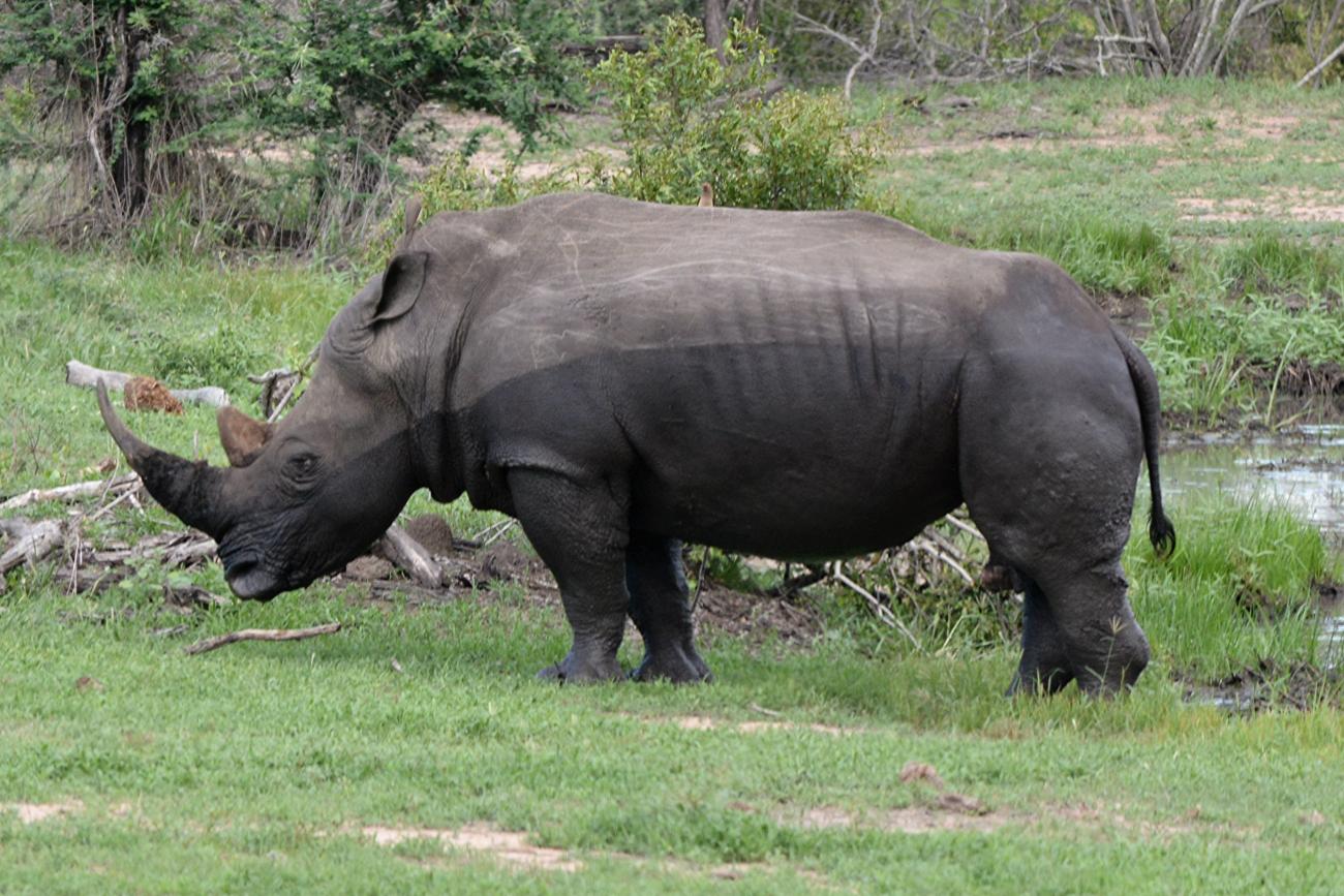 Saving Rhinos Using DNA | Smithsonian's National Zoo and Conservation ...