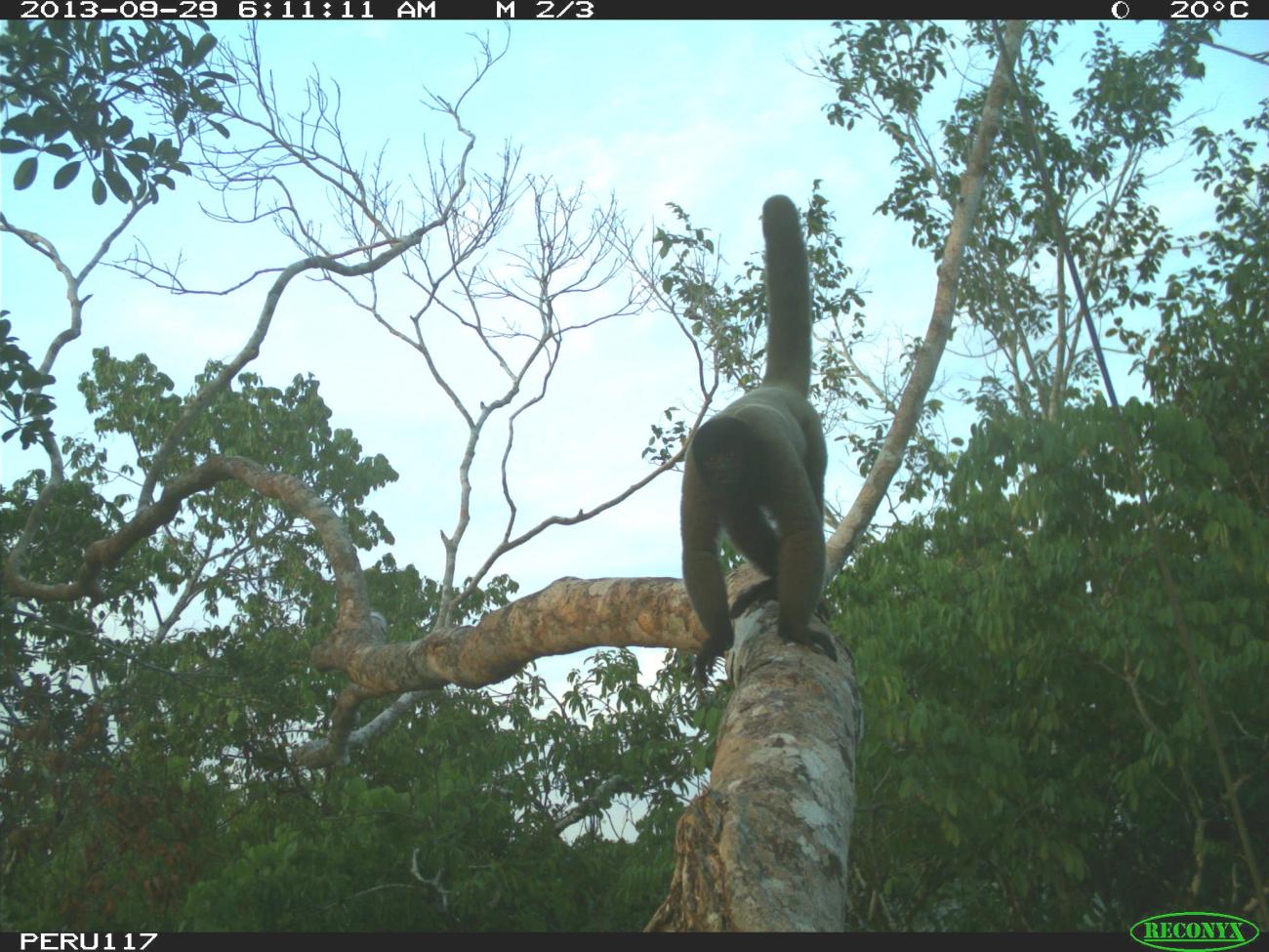 Woolly monkey climbing on a branch in the tree canopy