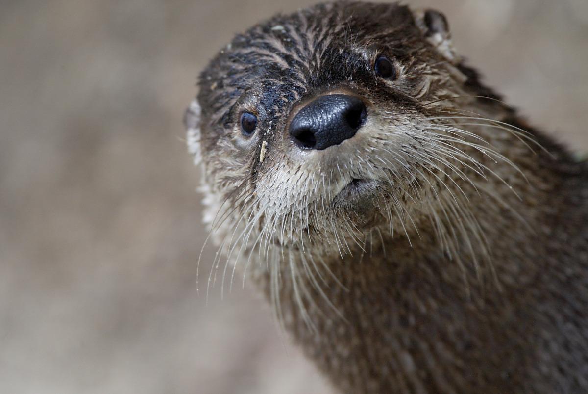 A close-up photo of a river otter with slick, wet fur, long whiskers, a rounded nose and small, round ears