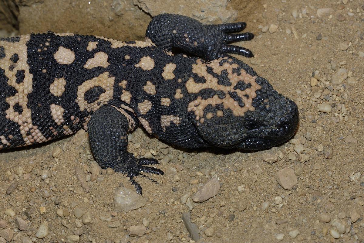 A large lizard, called a Gila monster, with scaly skin patterned with stripes and spots, a large head, and short limbs with long, thin digits