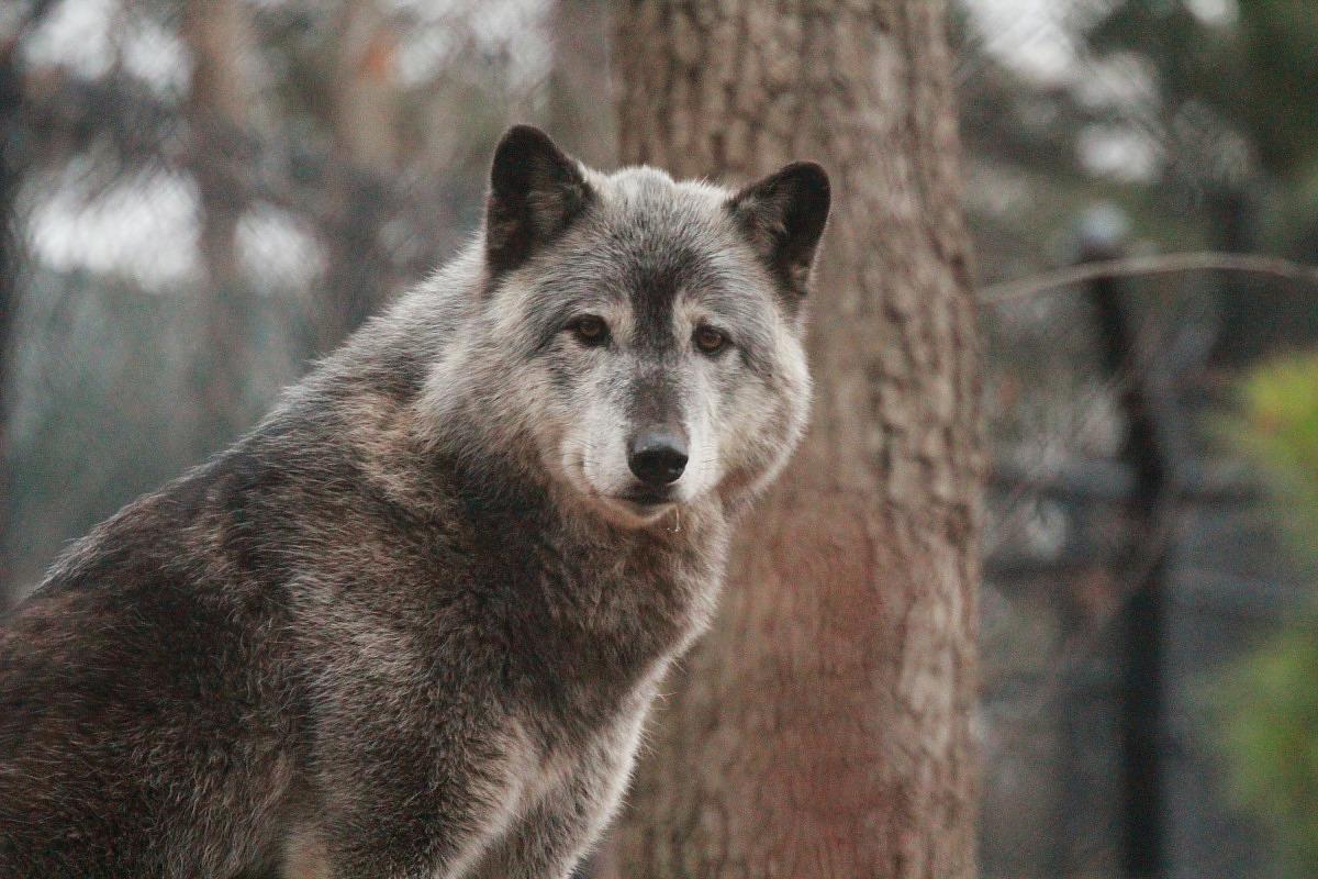 A gray wolf with thick, gray fur, pointed ears and dark eyes standing in front of a tree and looking toward the camera