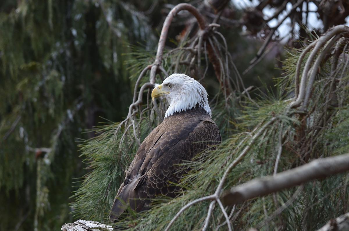 A bald eagle with light feathers on its head and dark feathers on its body, a sharp, curved bill and small eyes is perched in a pine tree