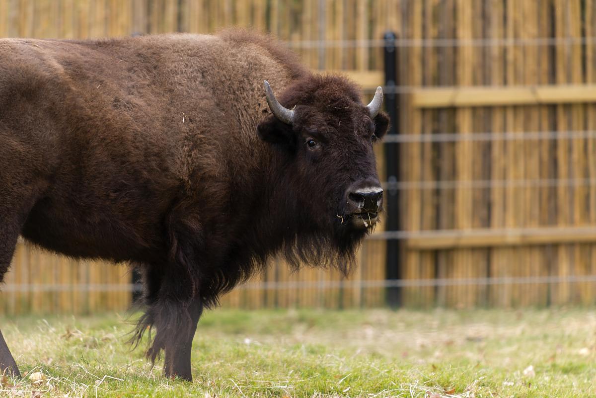 An American bison with thick fur, a broad shoulder hump, a large head and short, curved horns an