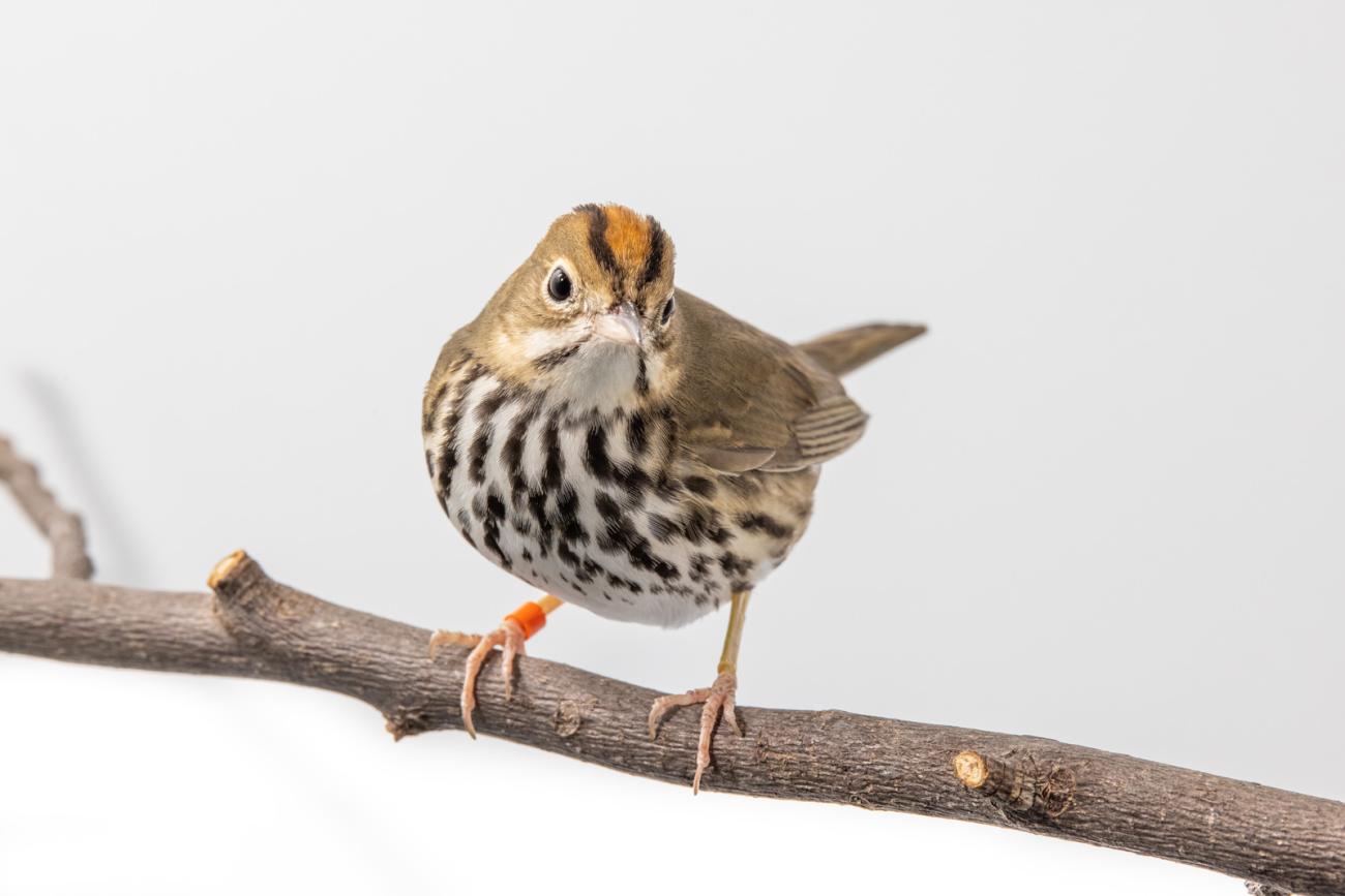 Ovenbird perched on a tree branch in front of a white background
