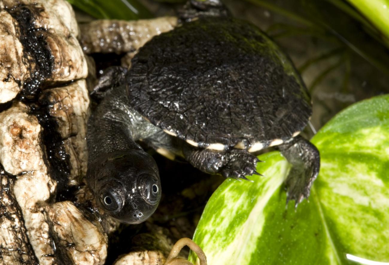 These Teeny, Tiny Turtle Hatchlings Fit in the Palm of Your Hand ...