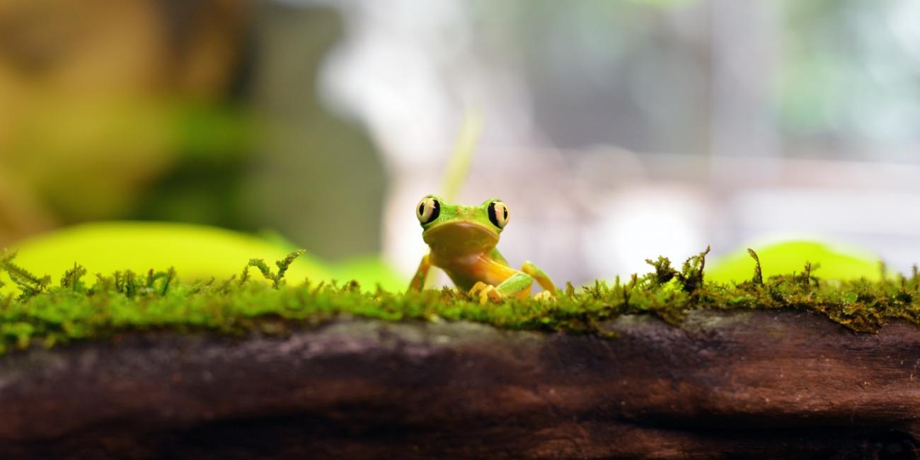 May 3: The Secret Lives of Amphibians