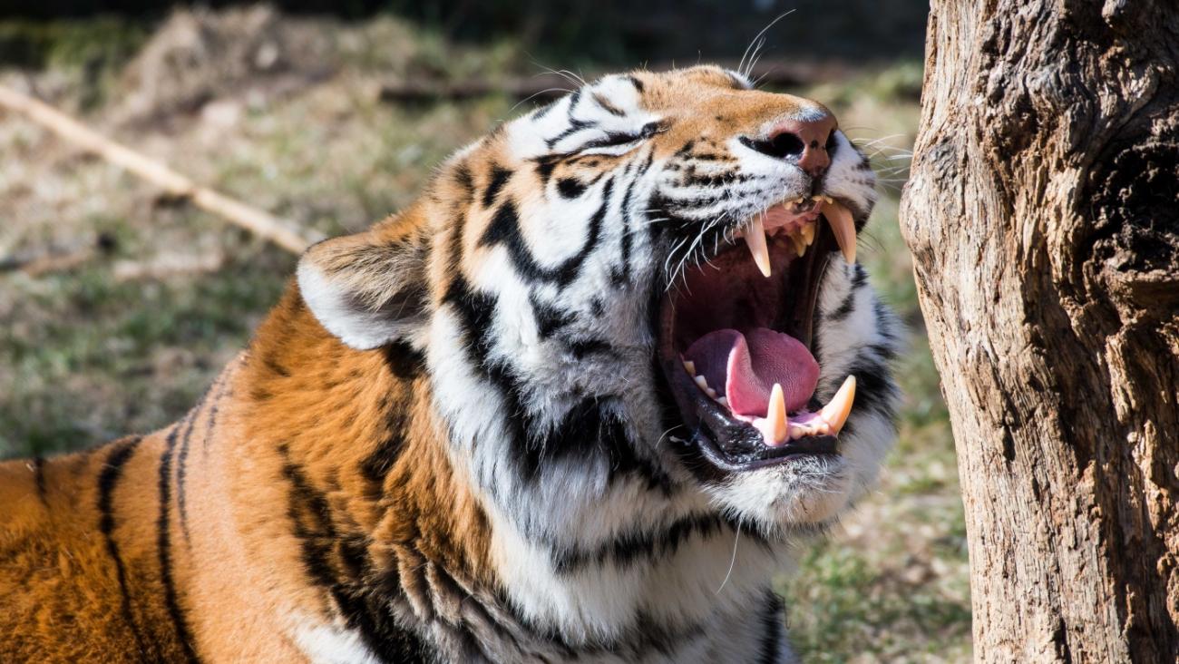 Adopt a Tiger  Symbolic Adoptions from WWF
