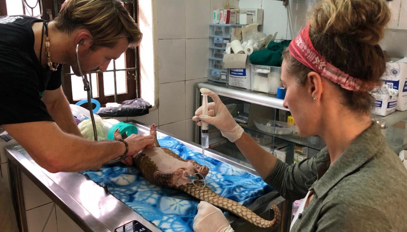 Helping Pangolins In Peril 