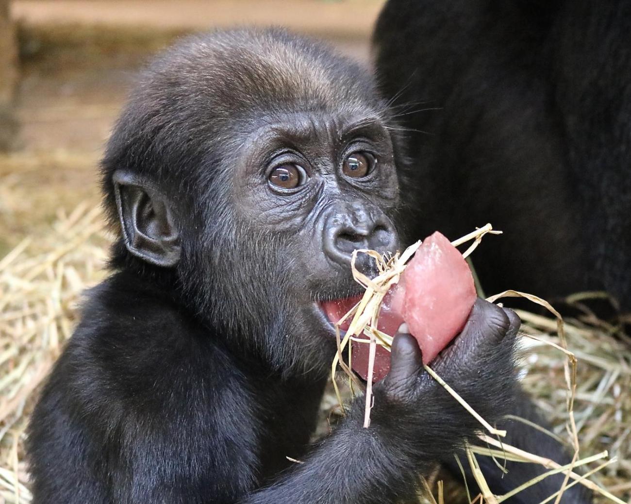 #GorillaStory: School Starts for Moke | Smithsonian's National Zoo and ...