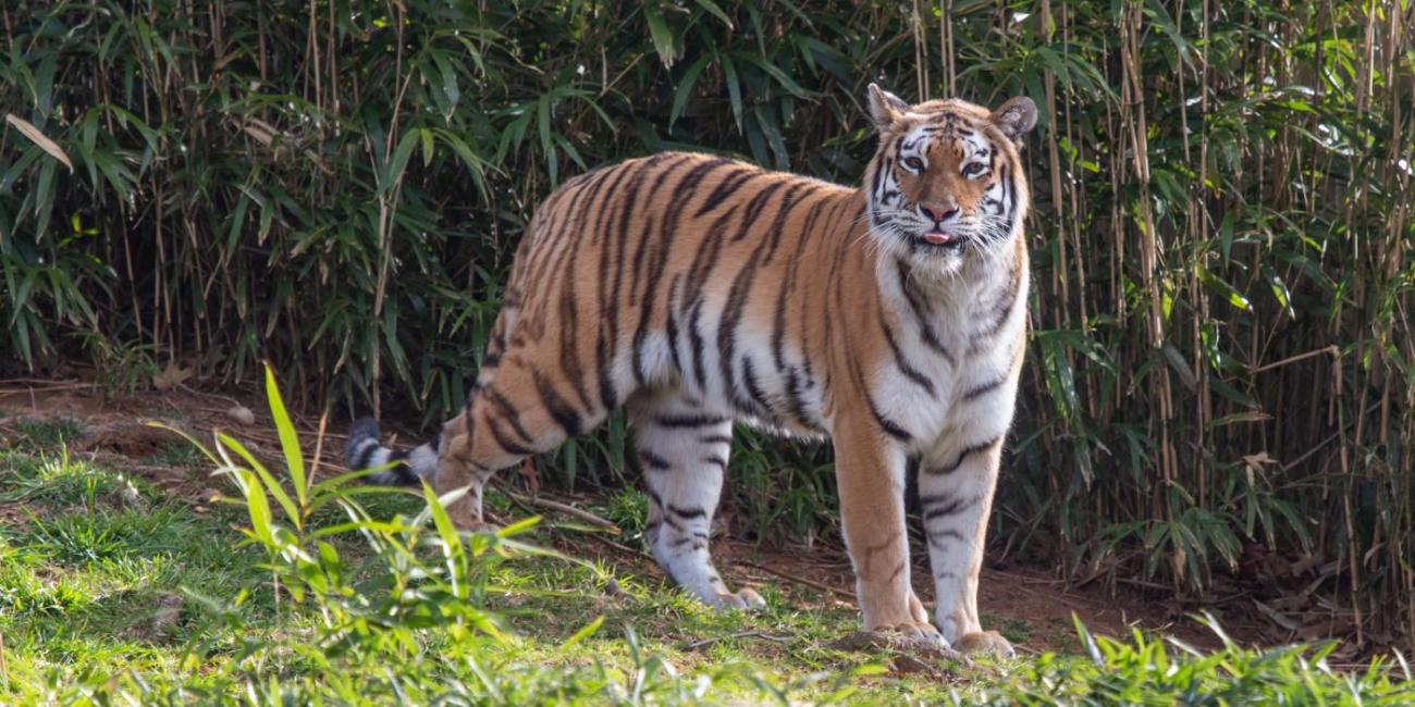 Tiger guide: species facts, how they hunt and where to see in the wild -  Discover Wildlife