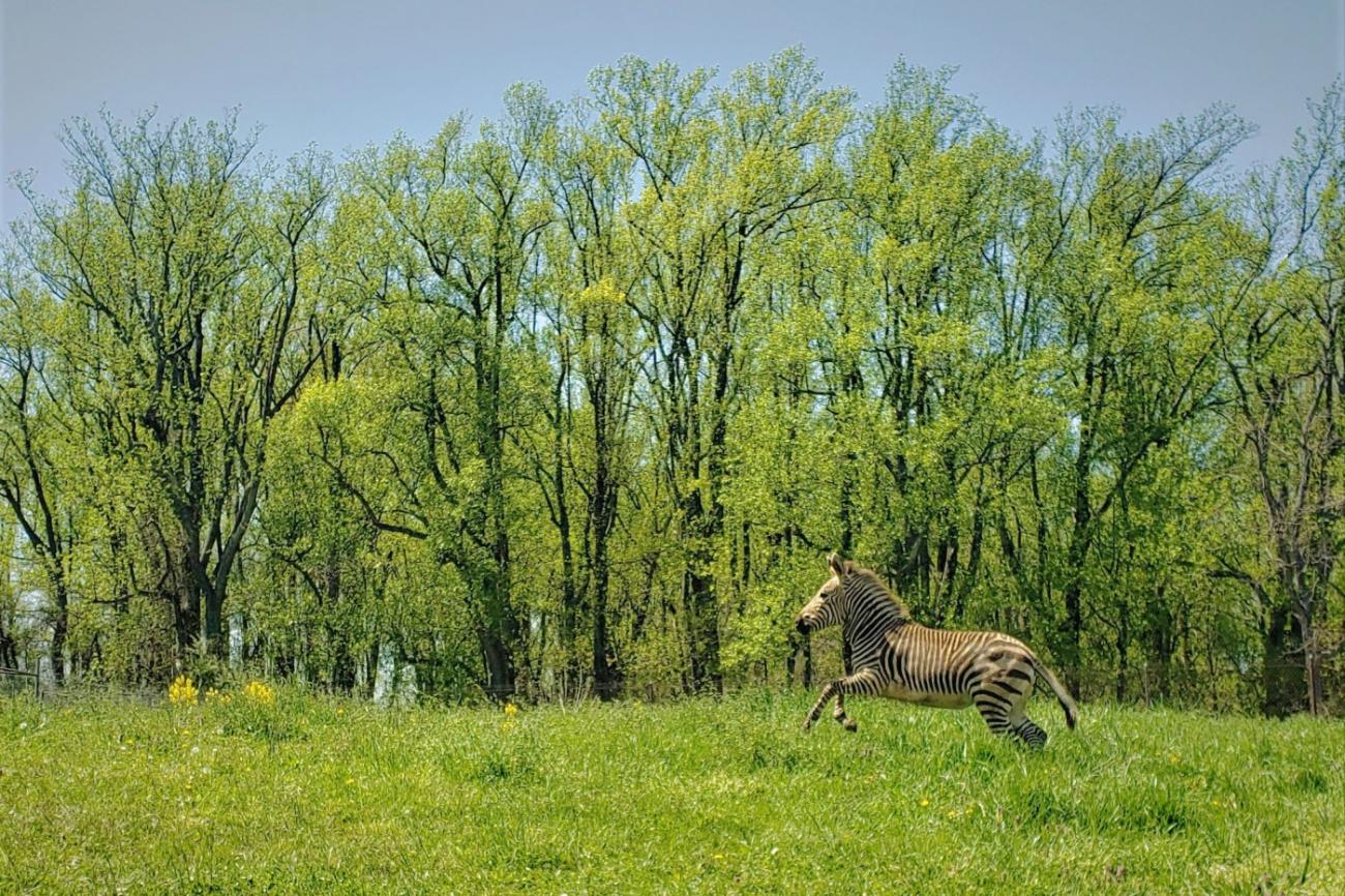 In April 2021, Yipes moved to a new pasture at the Smithsonian Conservation Biology Institute. Hartmann's mountain zebra Yipes runs in a pasture filled with tall trees.
