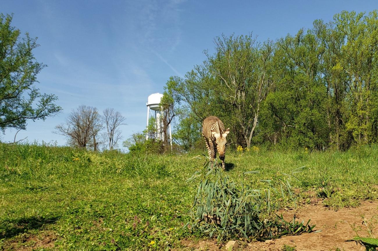 Hartmann's mountain zebra Yipes cautiously approaches some bamboo, which keepers gave him for enrichment.