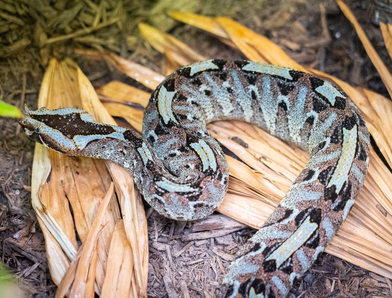 Do snakes have ears?