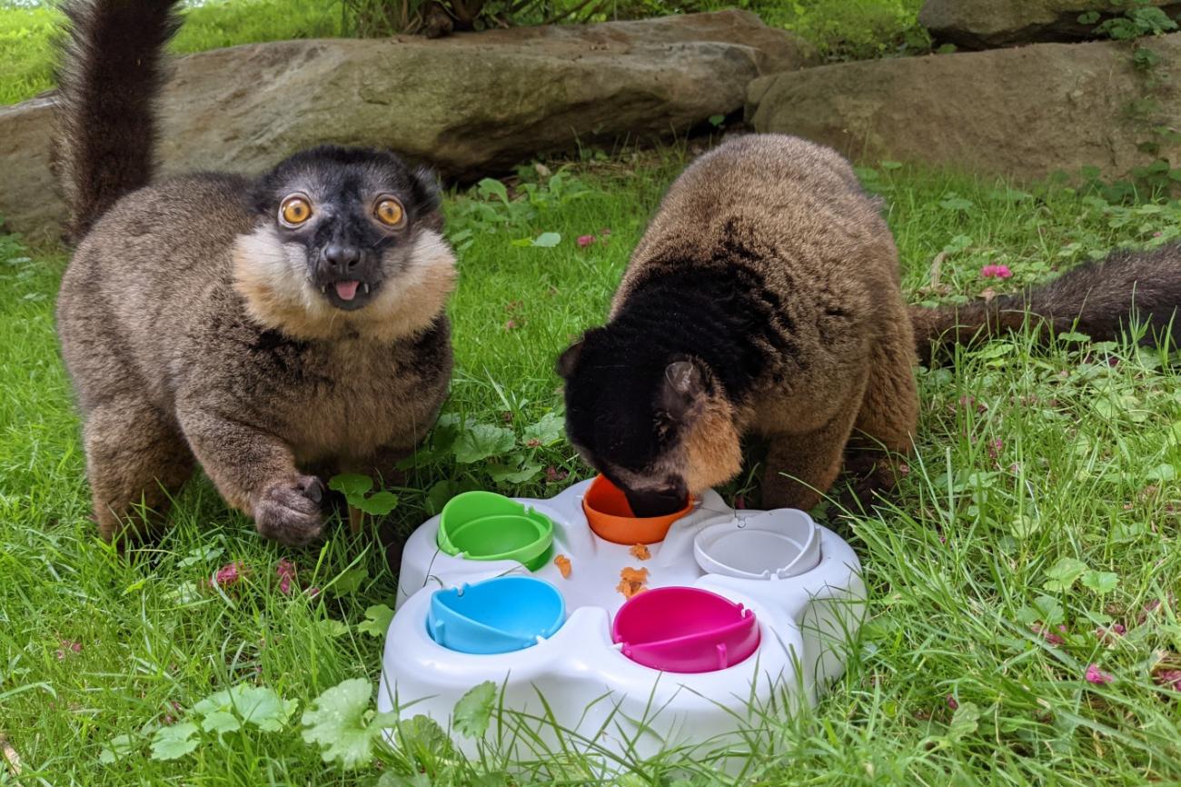 Puzzle Feeder For Primate Enrichment