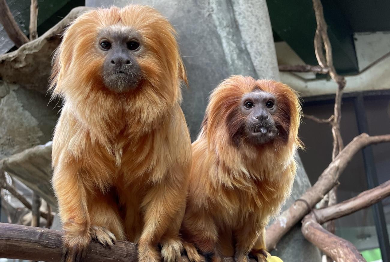 Two golden lion tamarins perch on a branch in an indoor exhibit with additional branches going different directions behind them. Both tamarins are looking at the camera and the right one (female, Gemma) is sticking her tongue out.