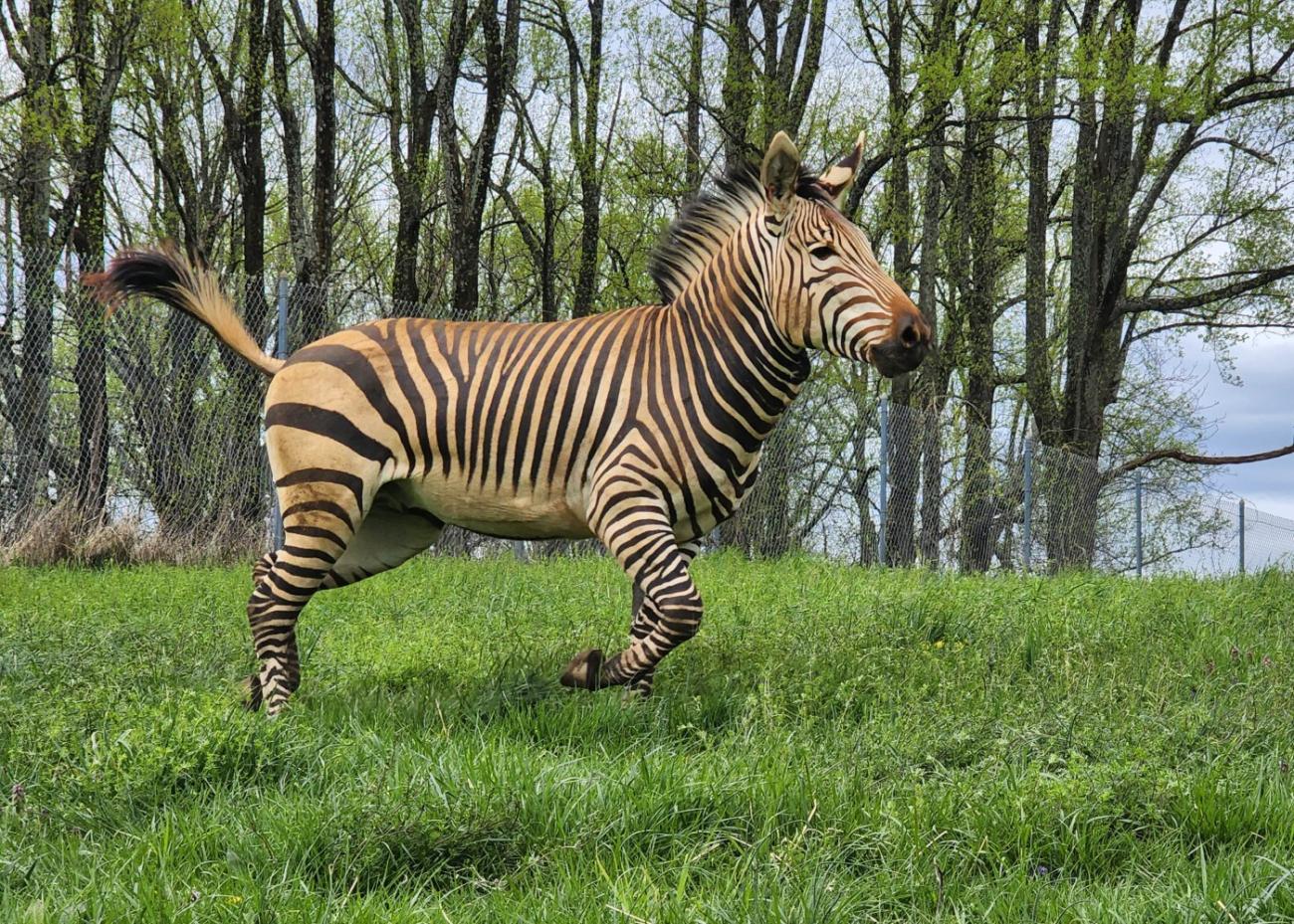 An adult male zebra leaps in his pasture. 