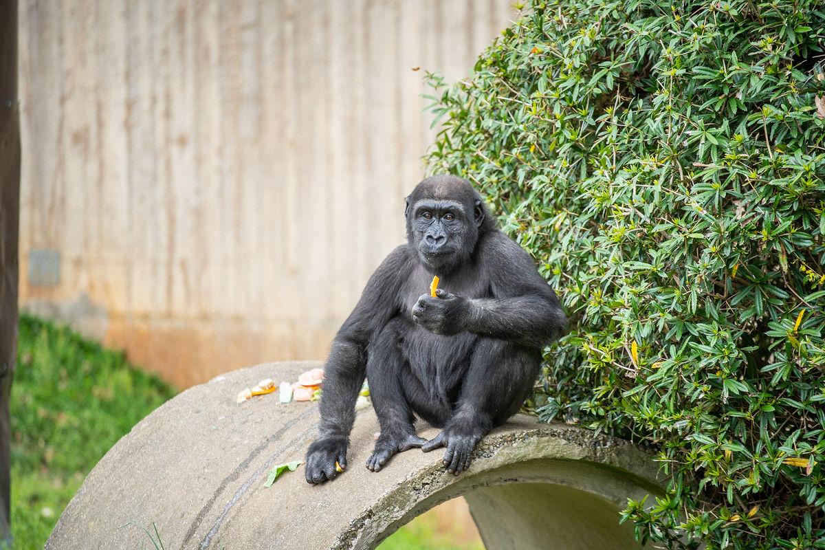 Gorilla Moke sits atop a concrete cylinder eating a piece of his birthday fruitsicle cake.