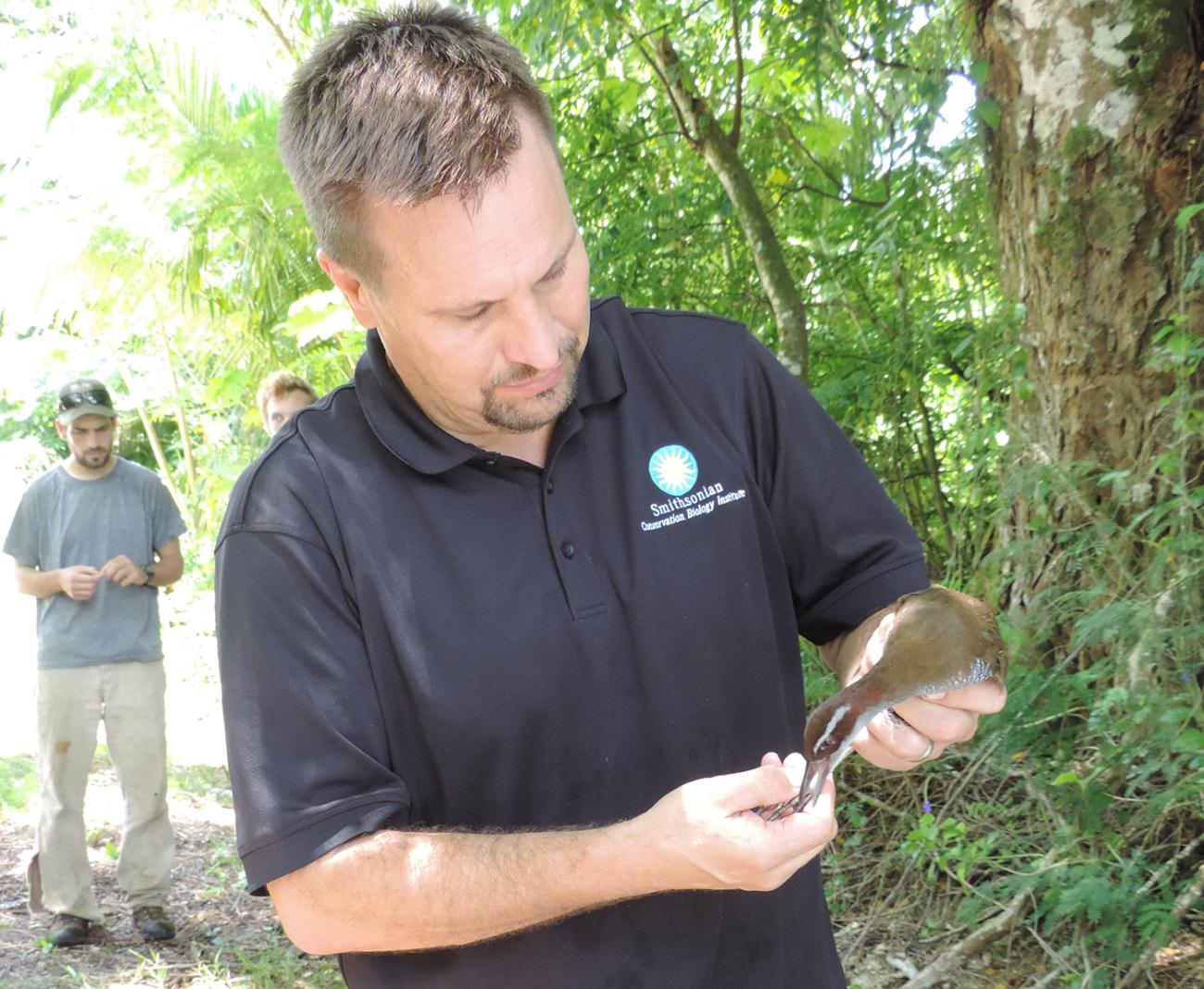 Conserving the Last of Guam’s Avifauna: The Recovery of the Guam Rail ...