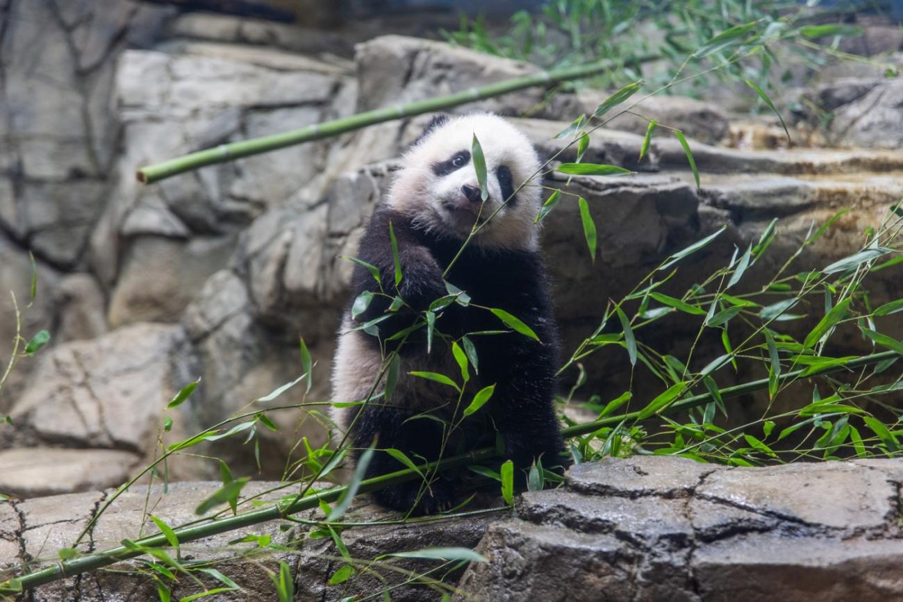 Giant Pandas Depart Smithsonian's National Zoo and Conservation Biology  Institute for China