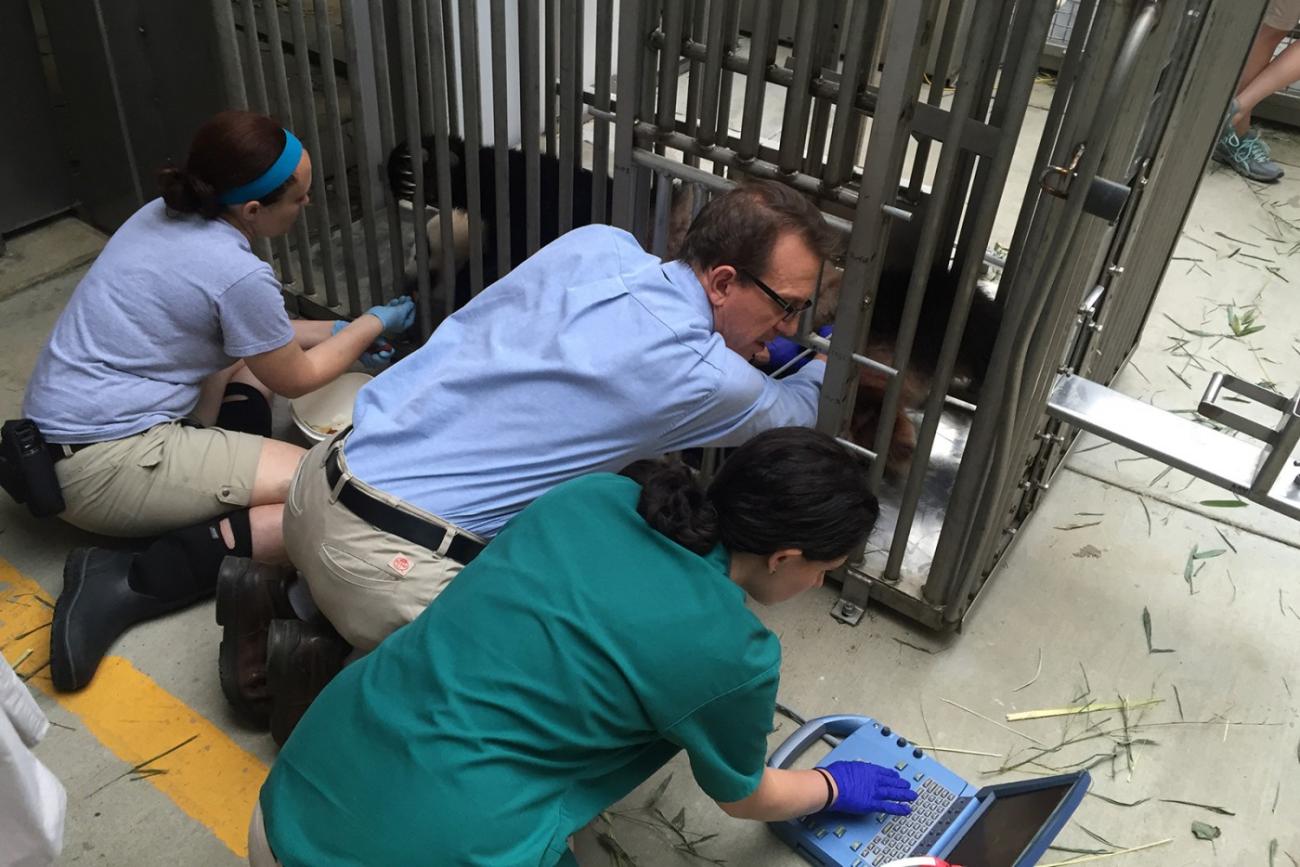 A giant panda lies down inside a training chute as three veterinarians conduct an ultrasound and view the images on a nearby computer