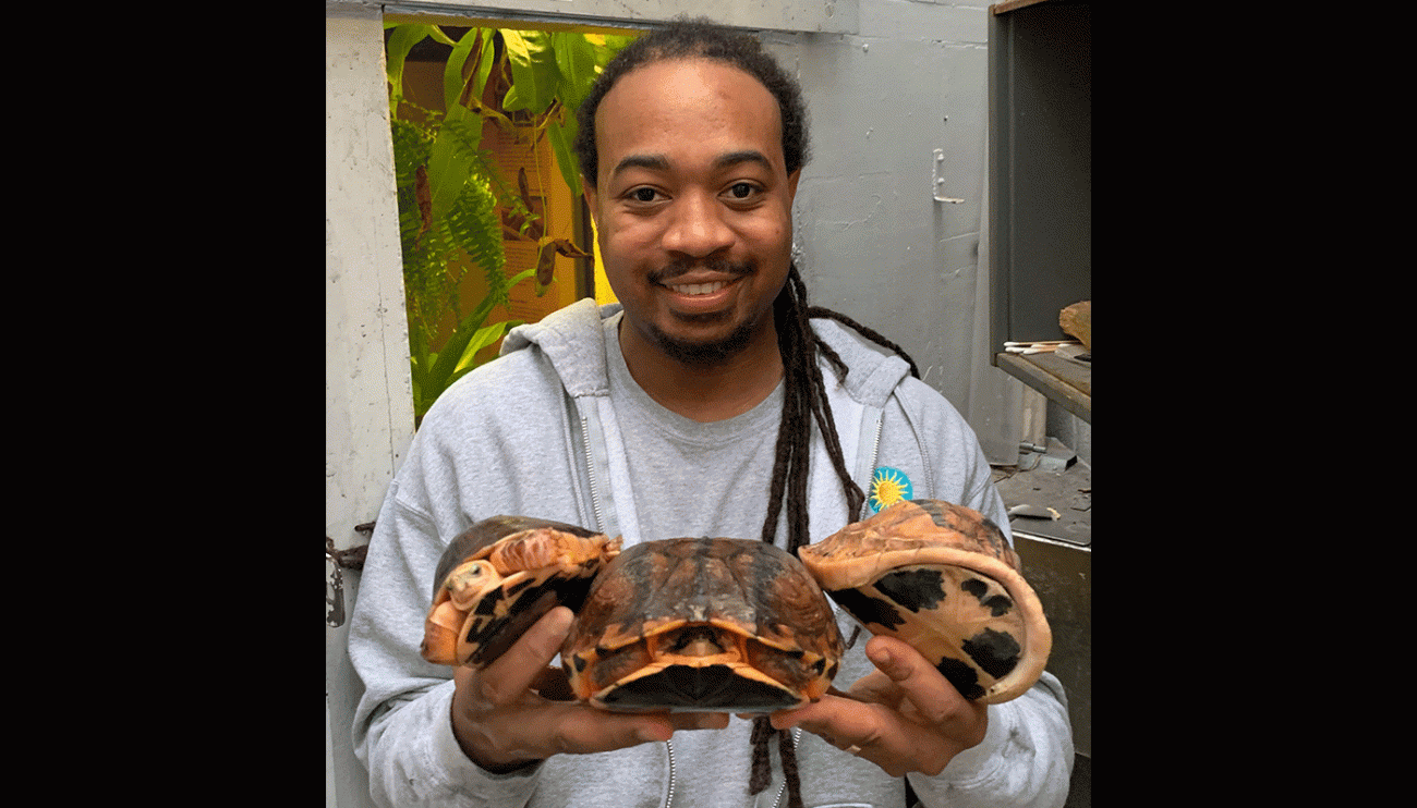 Chinese Box Turtle Care And Breeding - Reptiles Magazine