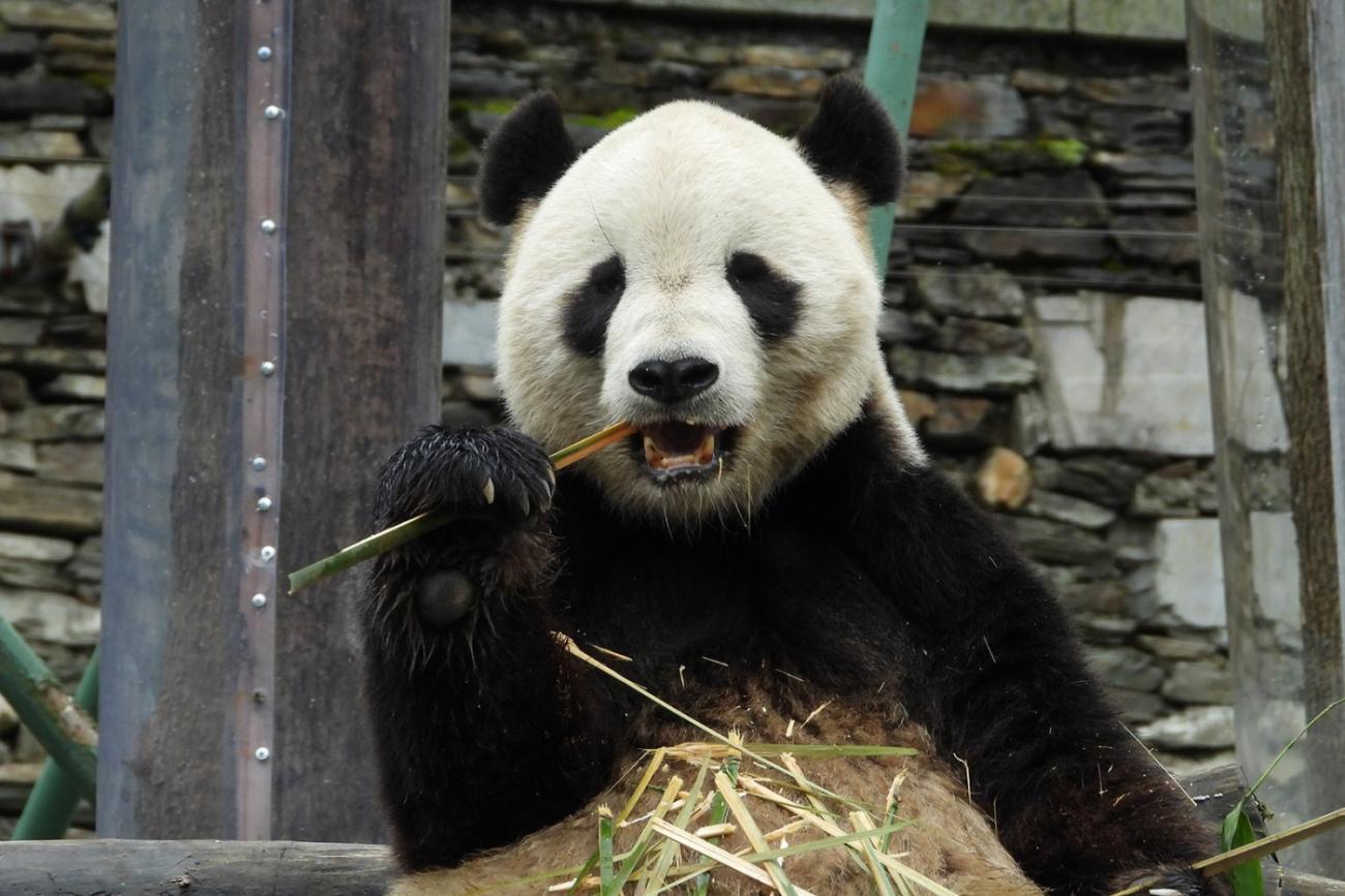 Giant panda Tai Shan eating bamboo
