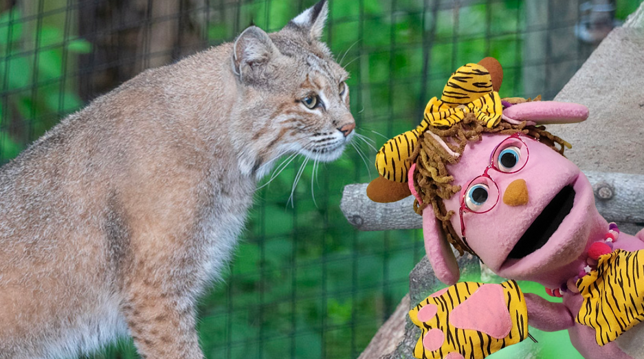 pinky puppet with bobcat