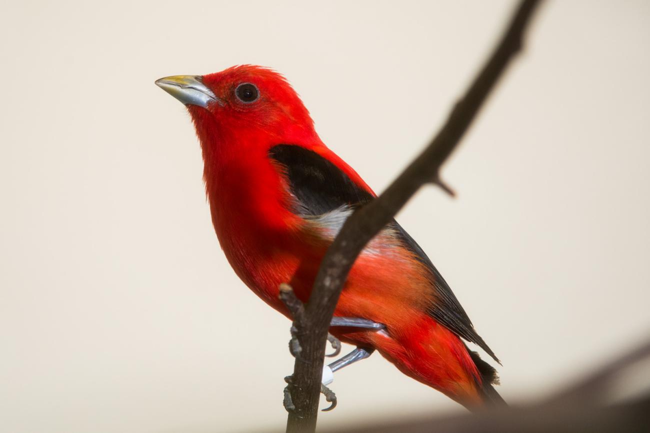 Scarlet tanager bird perched on a tree branch