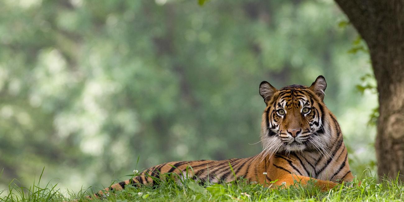 Tigers confirmed as six subspecies, and that is a big deal for conservation