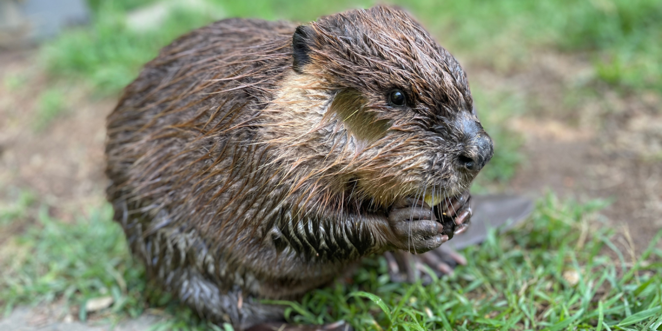 New at the Zoo: Meet Beaver Juniper | Smithsonian's National Zoo and ...