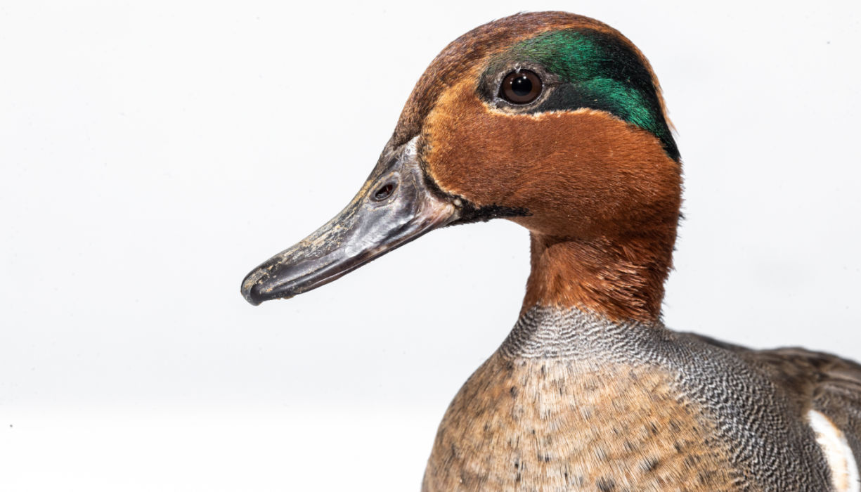 A male green-winged teal. The photo is a close-up and the duck's head takes up most of the image.