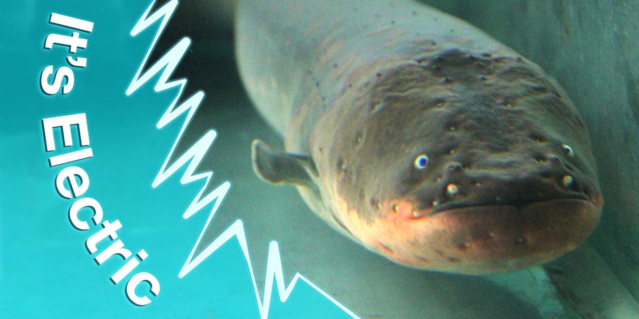 a close-up view of an eel's face with the words "it's electric" on the side of the image