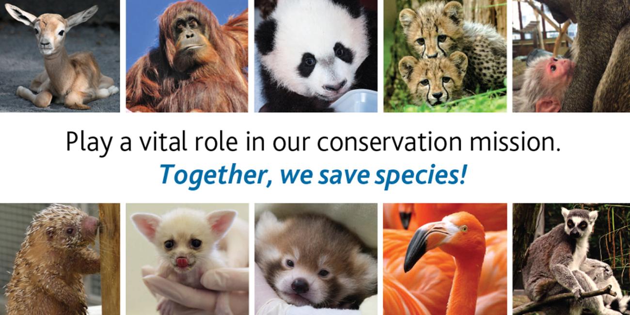 photos of animals and the text "we save species"