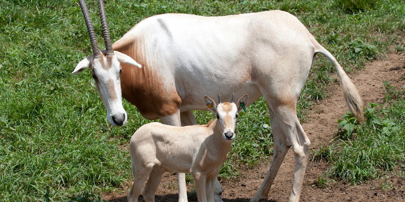 scimitar-horned oryx and calf