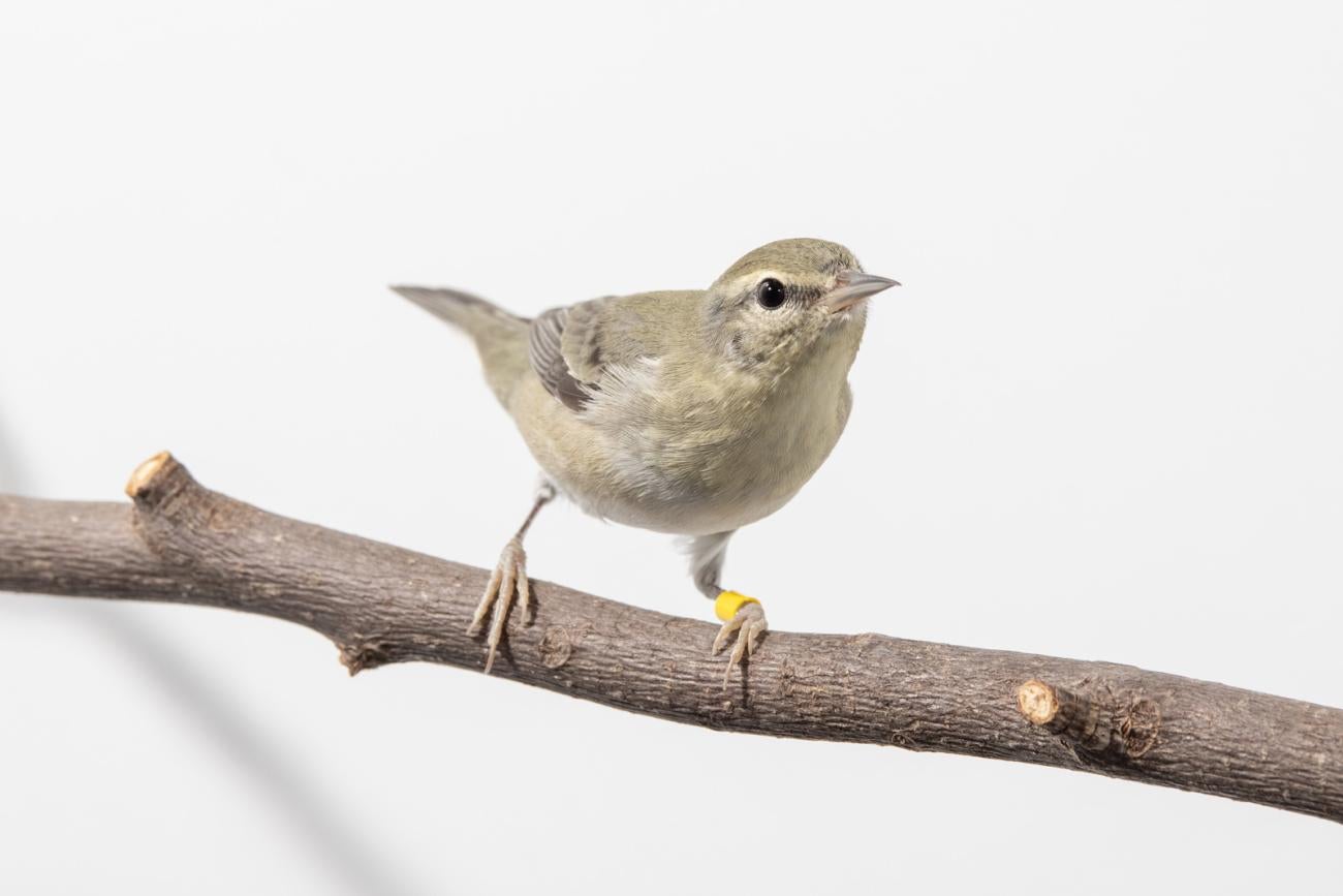 Tennessee warbler (bird) perched on a tree branch in front of a white background