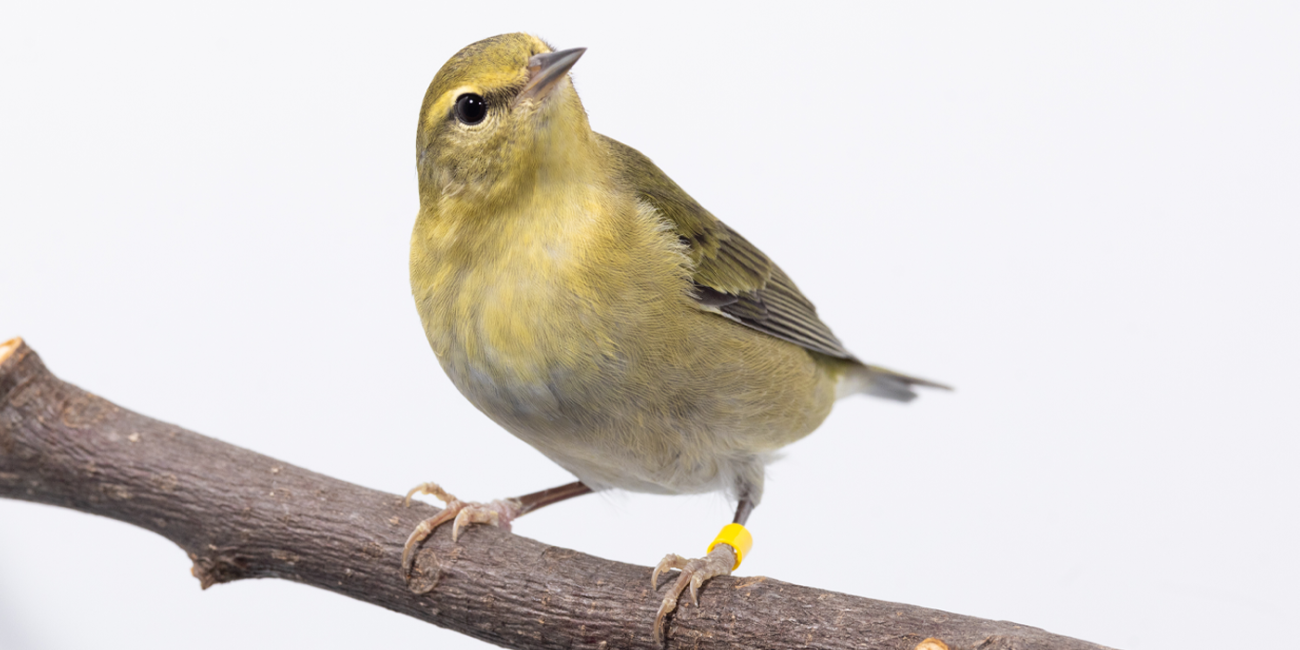 Front-side profile of a Tennessee warbler, a small songbird with yellow and gray plumage.