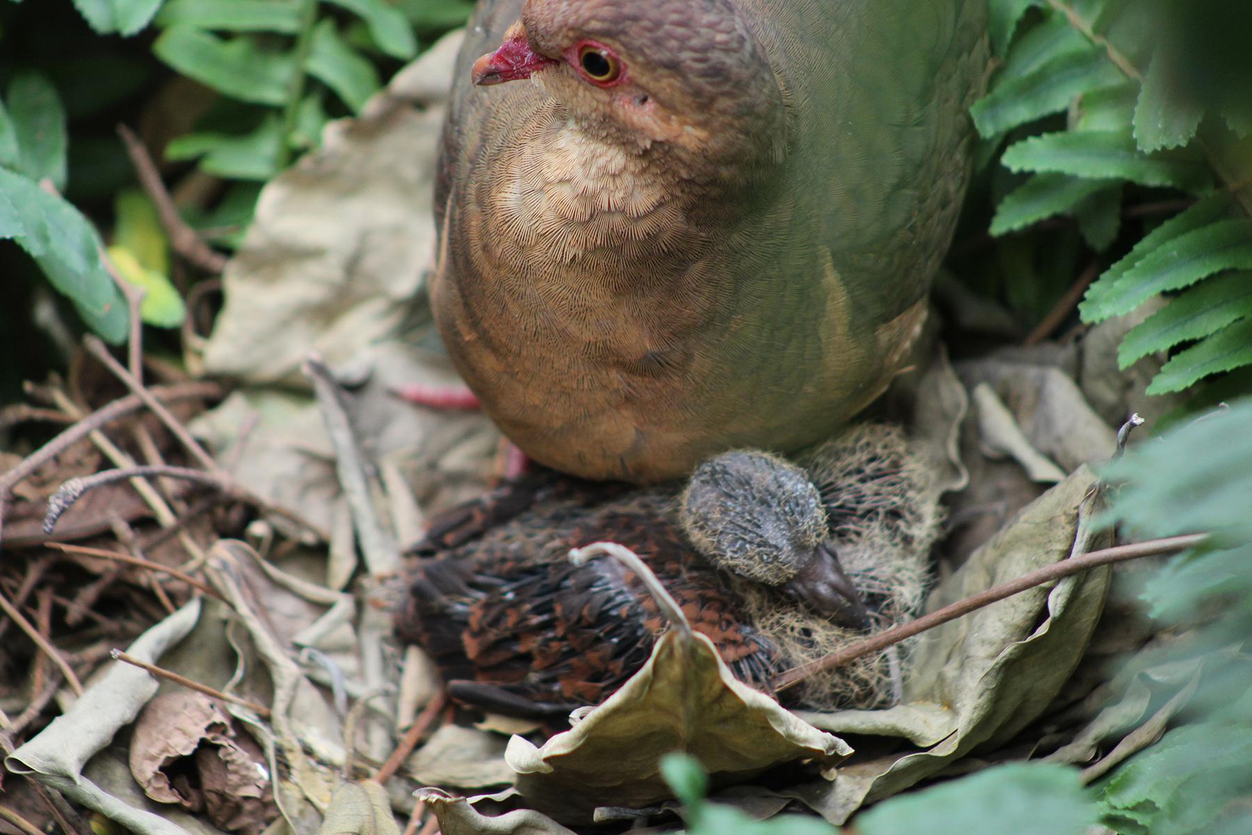 Meet Our Ruddy Quail Dove Squab | Smithsonian's National Zoo and ...