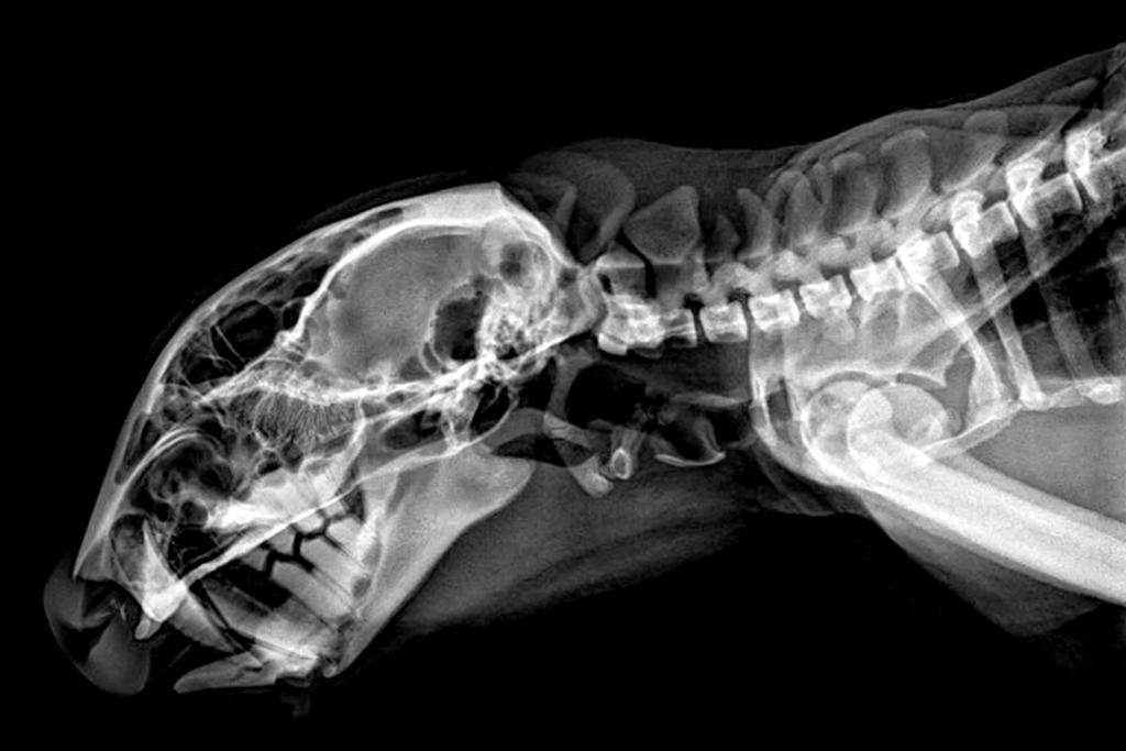 X-ray image of a two-toed sloth