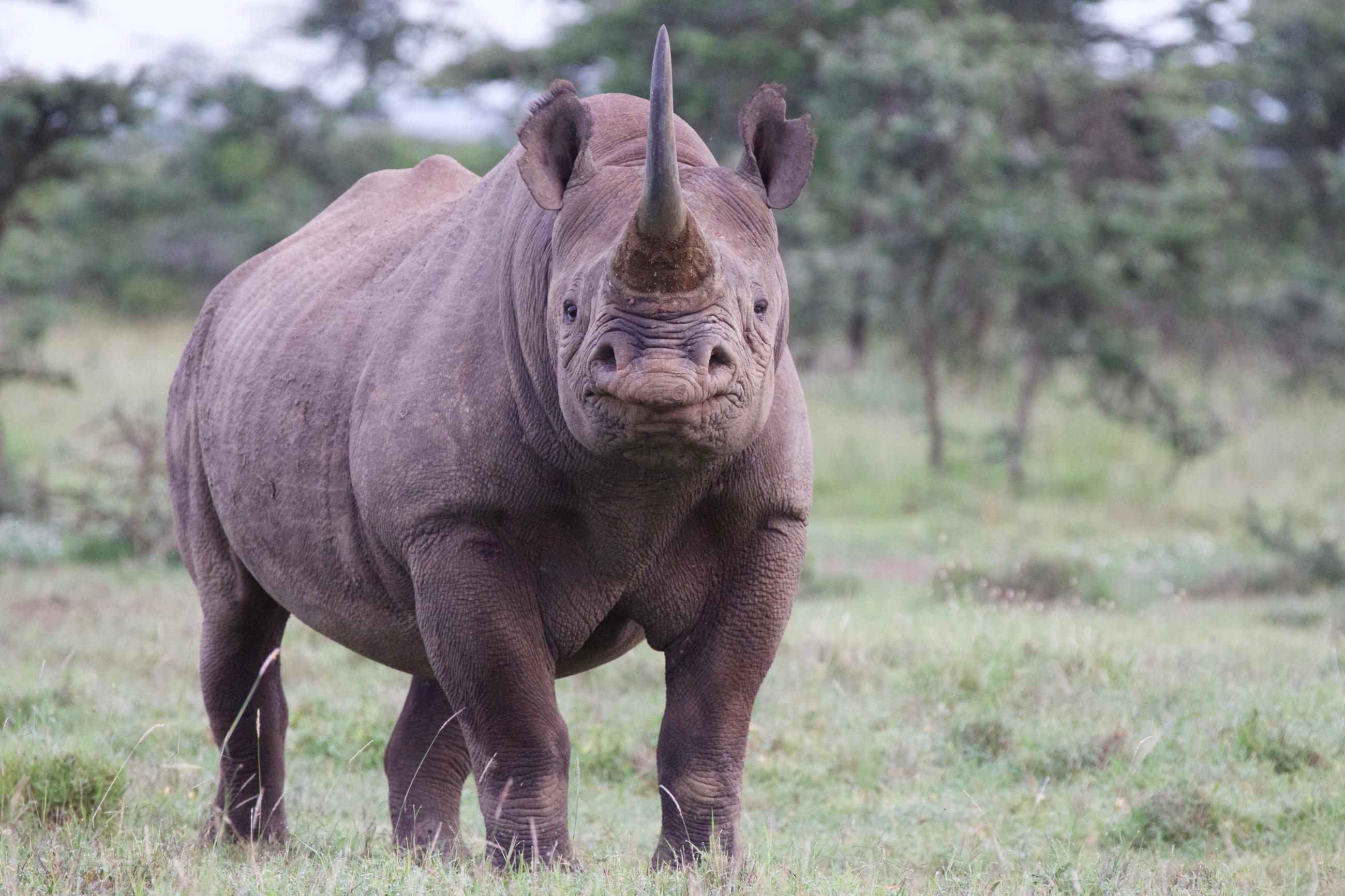 Rhino Pooping Gif